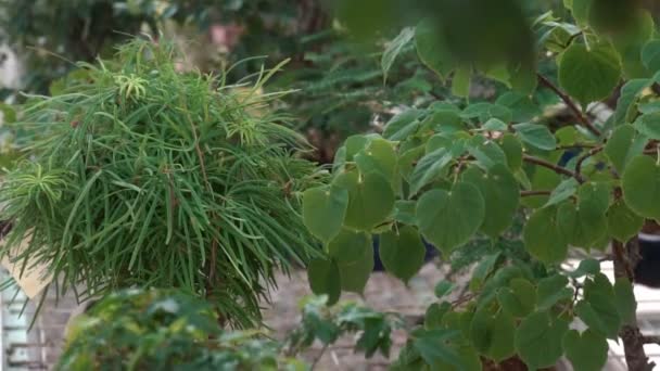 Piccoli Alberi Bonsai Cresciuti Casa Nella Serra Piccole Piante Hanno — Video Stock