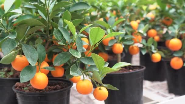 Kleine Zitrusbäume Die Einem Gewächshaus Wachsen Und Viele Orangefarbene Zitrusfrüchte — Stockvideo