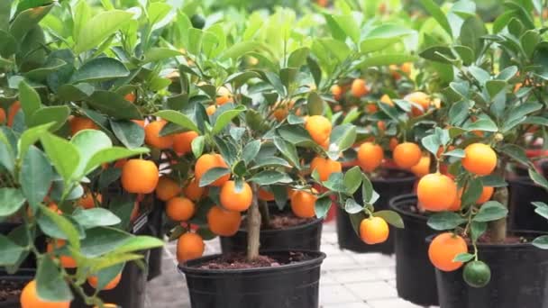 Pequenas Árvores Cítricas Cultivadas Estufa Habitando Muitos Citrinos Laranja Ramos — Vídeo de Stock