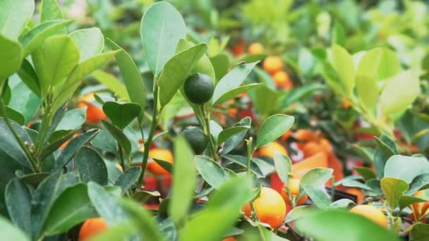 Piccoli Alberi Agrumi Coltivati Una Serra Che Abitano Molti Agrumi — Video Stock