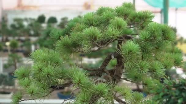 Små Bonsaiträd Som Odlas Hemma Växthuset Små Plantor Tog Rot — Stockvideo