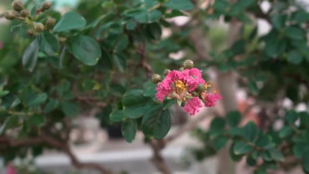 Små Bonsaiträd Som Odlas Hemma Växthuset Små Plantor Tog Rot — Stockvideo