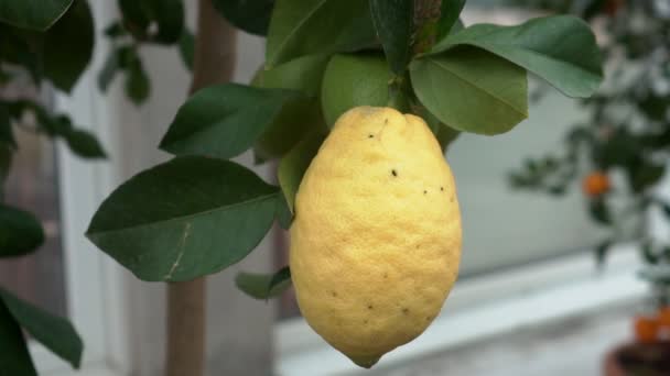 小柑橘树生长在温室里 栖息在绿叶的树枝上种植许多柑橘类水果 称之为玉豆柑橘 — 图库视频影像