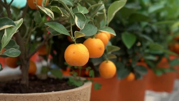 Malé Citrusy Pěstované Skleníku Obývající Mnoho Oranžových Citrusových Plodů Větvích — Stock video