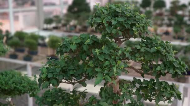 Pequenas Árvores Bonsai Cultivadas Casa Estufa Pequenas Fábricas Tomaram Raiz — Vídeo de Stock