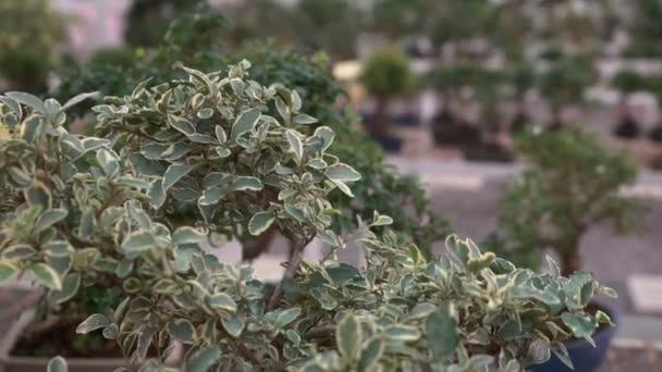 Pequeños Bonsáis Cultivados Casa Invernadero Las Plantas Pequeñas Echaron Raíces — Vídeos de Stock