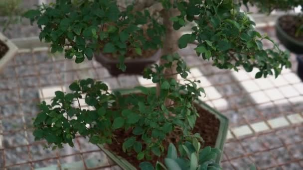 Μικρά Μπονζάι Που Καλλιεργούνται Στο Σπίτι Στο Θερμοκήπιο Μικρά Φυτά — Αρχείο Βίντεο