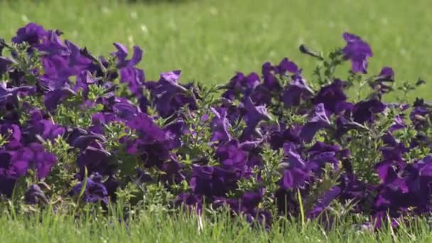 白い蝶が咲くライラックブルーの花の上に座っています ライラックブルーの花にキャベツの蝶 白い蝶がヘスペリス マトロナリス ダムのロケットの近くを飛ぶ — ストック動画