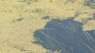 Bir bataklık, doğal doku, yeşil arka plan üzerinde yeşil bataklık yosun yeşil duckweed ile büyümüş Nehir