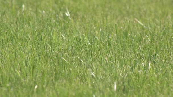 Herbe verte solide Une couche continue de pelouse verte, un fond de pousses de plantes vertes couvrant densément la surface du champ .