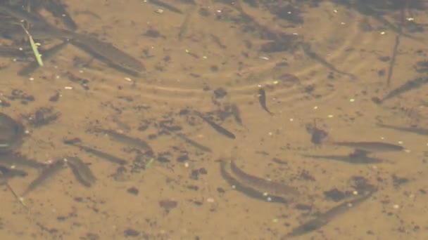 Petit Poisson Dans Lac Nage Dans Lac Avec Fond Sablonneux — Video