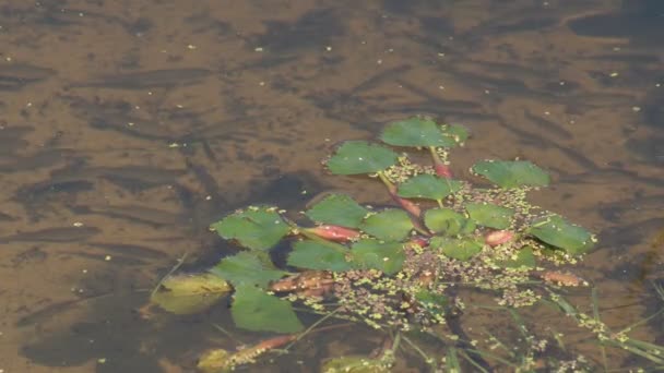 Een Kleine Vis Een Meer Zwemt Een Meer Met Een — Stockvideo