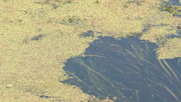 Fluss Mit Viel Grün Sumpf Algen Grüne Wasserlinse Auf Einem — Stockvideo