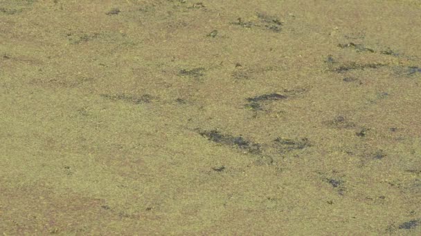 河流过度生长与绿色沼泽藻类绿鸭在沼泽 自然质地 绿色背景 — 图库视频影像
