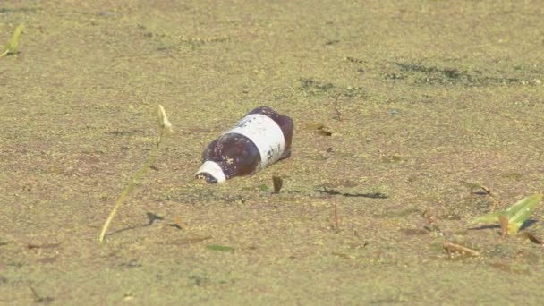 Grön Andmat Träsket Naturlig Konsistens Förorenad Med Plastflaskor Grön Bakgrund — Stockvideo