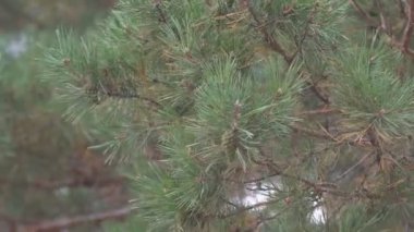 bir bataklık, doğal doku, arka planı yeşil yeşil duckweed
