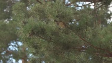 Kozalaklı genç sürgünler Yeşil iğneler ile yoğun kaplı dalları ile iğneli çam ormanı Genç sürgünler