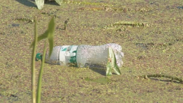 Zelený Chaluh Bažině Přírodní Textura Kontaminovaná Plastovými Lahvemi Zeleným Pozadím — Stock video