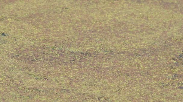 Река Заросшая Зелеными Болотными Водорослями Зеленая Утка Болоте Натуральная Текстура — стоковое видео
