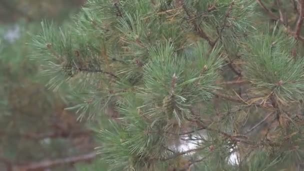 Groene Kroos Een Moeras Natuurlijke Textuur Groene Achtergrond — Stockvideo