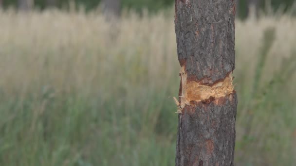 Rüzgarda Esen Kabuğu Soyulan Iki Küçük Ağaç Gövdesi Arka Planda — Stok video