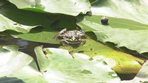 Toad Kikker Zittend Een Blad Van Lelie Onder Het Heldere — Stockvideo