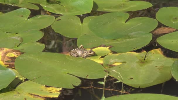 在温暖的晴天 在夏日森林的清澈的河水中 一片百合花的叶子上 — 图库视频影像