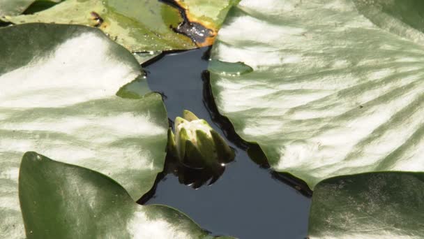 Lírios Florescendo Superfície Água Flores Grandes Lírios Florescendo Florescem Lago — Vídeo de Stock