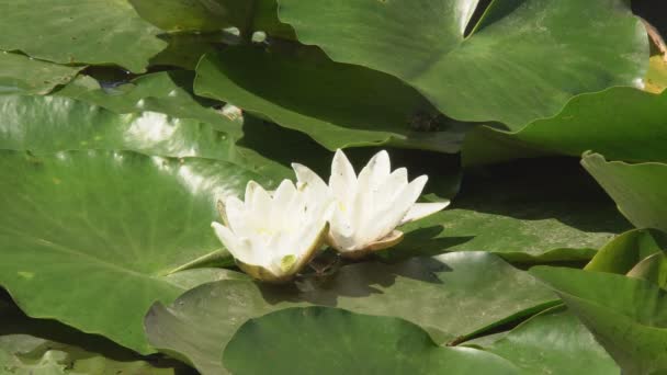 Kvetoucí Lilie Hladině Jezera Mezi Zelenými Listy Kvetou Velké Květiny — Stock video