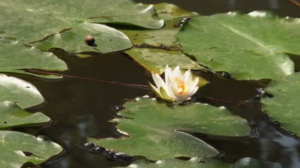 水面上盛开的百合花盛开的百合花在绿叶中盛开在湖面上 — 图库视频影像