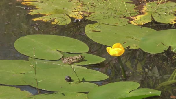 水面に咲くユリ 緑の葉の中の湖に咲くユリの大きな花 — ストック動画