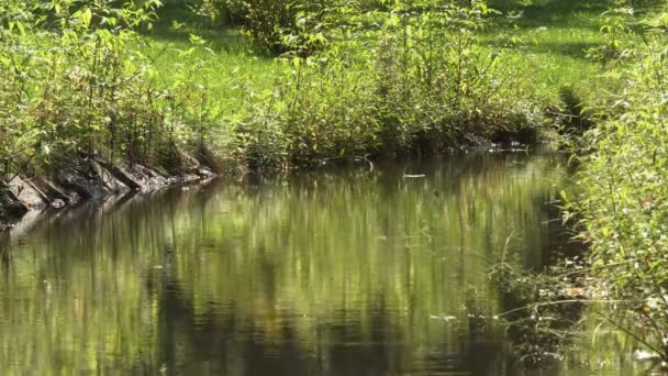 Panorama Naturale Vista Aerea Acqua Trasforma Una Palude Posto Pesca — Video Stock