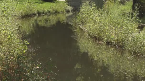 Výhled Přírodní Anténu Backwater Proměnil Bažinu Rybářské Místo Rybníčku Zarostlý — Stock video