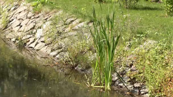 自然景观鸟瞰图 背水变成了沼泽 池塘上鱼点 池塘上长满了草和芦荟 岸上有树木 — 图库视频影像