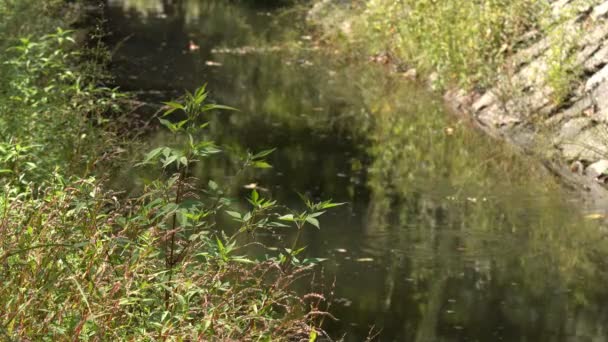 自然景观鸟瞰图 背水变成了沼泽 池塘上鱼点 池塘上长满了草和芦荟 岸上有树木 — 图库视频影像