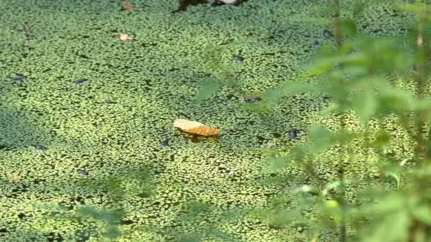 自然の質感 緑の背景に緑の湿地藻緑のアヒルで育った川 — ストック動画