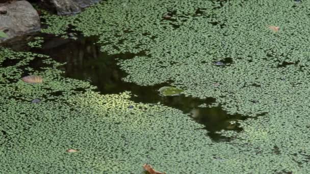 Rivière Envahie Par Des Algues Vertes Marécageuses Lentille Verte Sur — Video