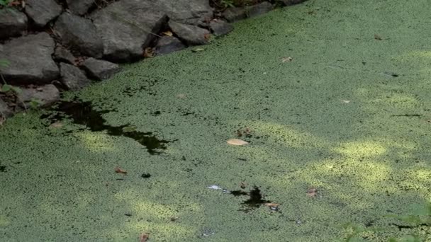 自然の質感 緑の背景に緑の湿地藻緑のアヒルで育った川 — ストック動画