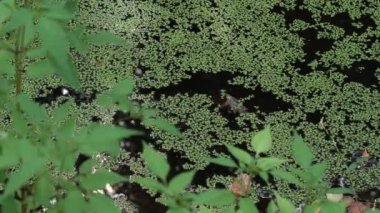 Bir bataklık, doğal doku, yeşil arka plan üzerinde yeşil bataklık yosun yeşil duckweed ile büyümüş Nehir