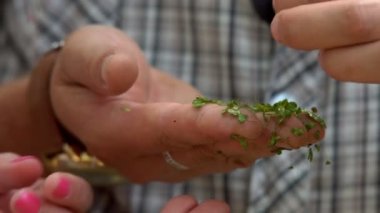İnsan eli yeşil bataklık duckweed genç sürgünler tutar
