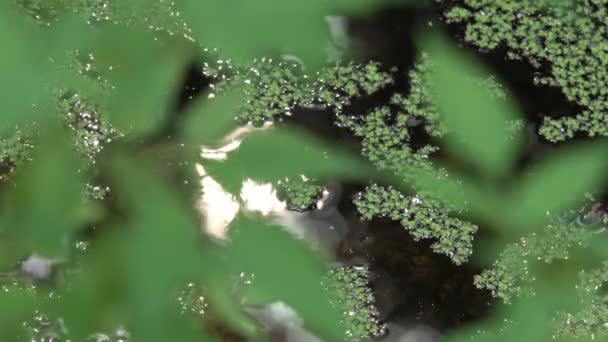 Río Cubierto Hierba Verde Vista Aérea Del Paisaje Natural Remanso — Vídeos de Stock