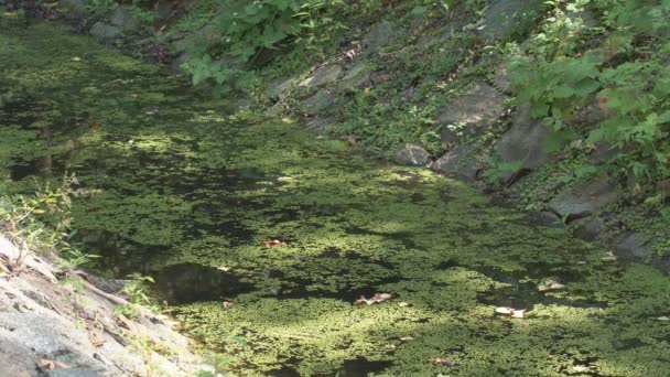 Fluss Mit Viel Grün Sumpf Algen Grüne Wasserlinse Auf Einem — Stockvideo