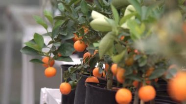 Küçük narenciye ağaçları bir serada yetiştirilen ve yeşil yaprakları arasında dalları üzerinde birçok portakal narenciye yaşayan yuzu narenciye diyoruz.