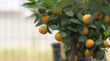 Küçük narenciye ağaçları bir serada yetiştirilen ve yeşil yaprakları arasında dalları üzerinde birçok portakal narenciye yaşayan yuzu narenciye diyoruz.