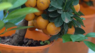 Küçük narenciye ağaçları bir serada yetiştirilen ve yeşil yaprakları arasında dalları üzerinde birçok portakal narenciye yaşayan yuzu narenciye diyoruz.