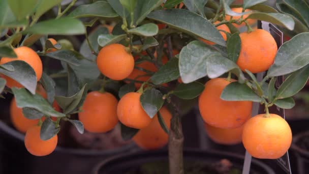 Malé Citrusy Pěstované Skleníku Obývající Mnoho Oranžových Citrusových Plodů Větvích — Stock video