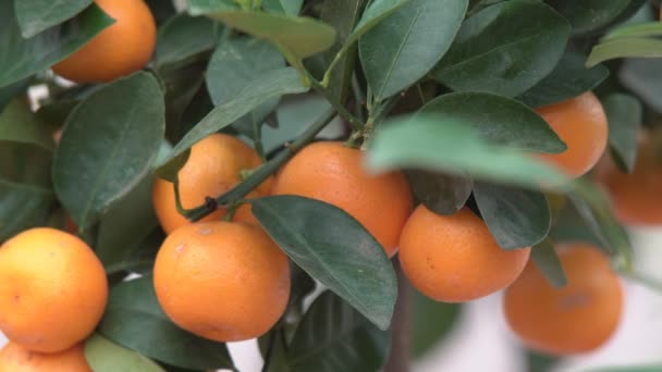 Kleine Citrusbomen Geteeld Een Kas Bewonen Veel Sinaasappel Citrusvruchten Takken — Stockvideo