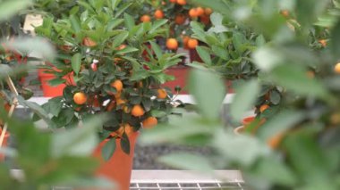 Küçük narenciye ağaçları bir serada yetiştirilen ve yeşil yaprakları arasında dalları üzerinde birçok portakal narenciye yaşayan yuzu narenciye diyoruz.