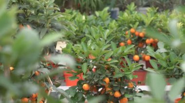 Küçük narenciye ağaçları bir serada yetiştirilen ve yeşil yaprakları arasında dalları üzerinde birçok portakal narenciye yaşayan yuzu narenciye diyoruz.