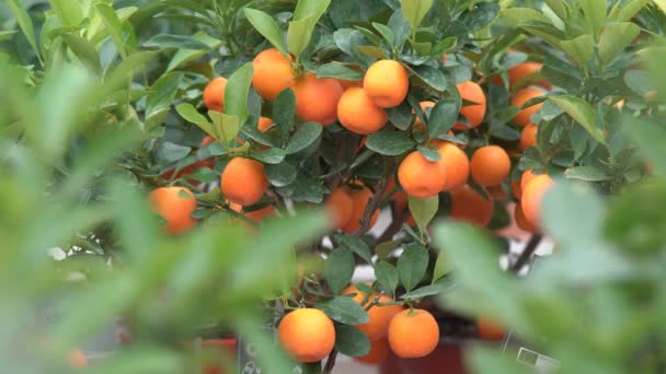 Malé Citrusy Pěstované Skleníku Obývající Mnoho Oranžových Citrusových Plodů Větvích — Stock video